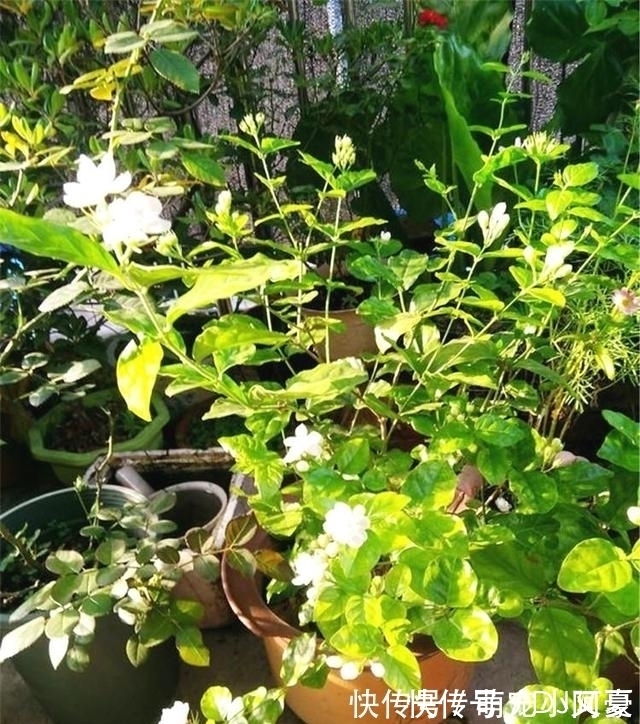 花市上的茉莉“满头花苞”,花香浓,原来是“这样”养出来的