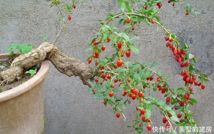 这一种盆栽,很容易“扦插成活”,株型优美,果子漂亮能吃