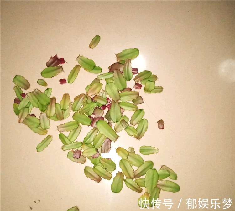 养蟹爪兰,3个小动作,蟹爪兰疯狂冒花苞,爆开满树花!