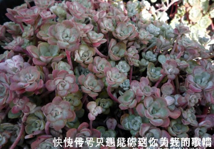 蓝精灵|10种最耐寒的多肉植物,零下了都不会死,新手就养它们吧