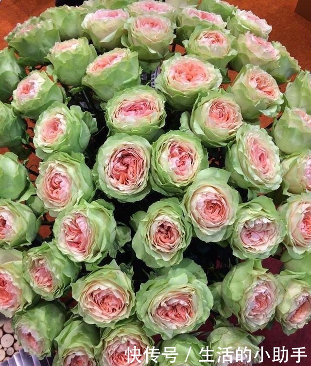 25款包子型月季,花开永不败,大花好养又丰花,新手推荐种植!