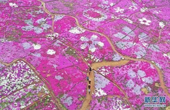 新华社聚焦丨迁西：芝樱花海醉游客