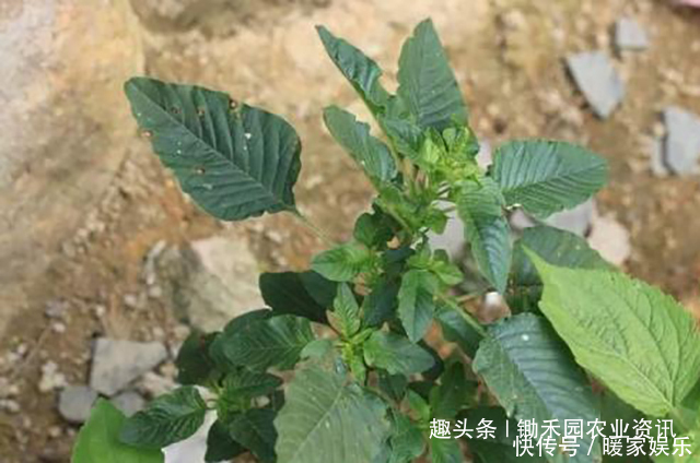 小龙虾|这是植物界的小龙虾让外国人头疼的害草,竟成为国人的下酒菜