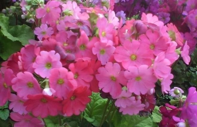 养花就养4种花，家里养一盆，花期长达200天，阳台养出小花园