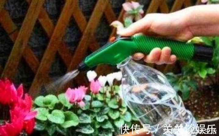 浇花|夏天了，3种水不能浇花，浇错了，黄叶又烂根，只剩盆