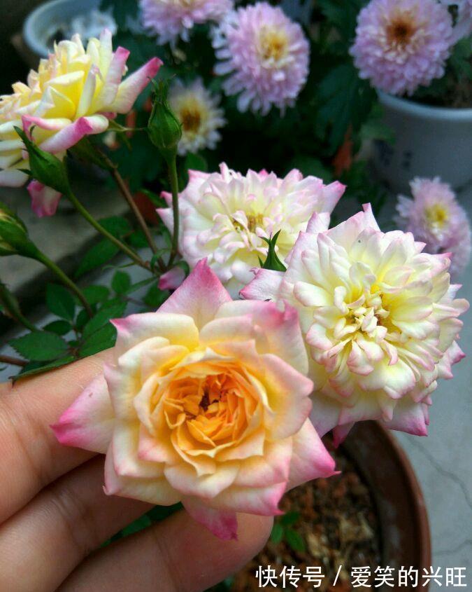 酢浆草|家里阳台必养此款花卉,耐寒易打理,美不胜收,一年四季都赏花