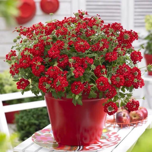 株型|最爱晒太阳的8种花,越晒开花越多,阳台养几盆,开花成海