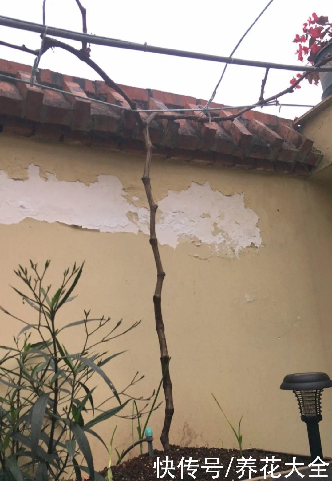 枝条|冬剪开始了,月季看见这种枝,就要赶紧剪