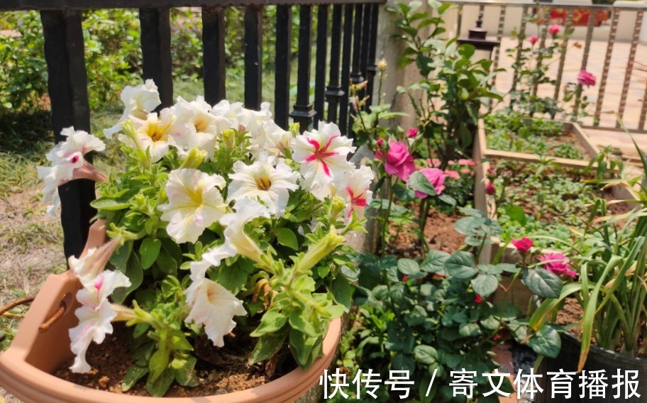 植物|养花最“坑人”的妙招,老花匠都不敢用,养花新手一定别尝试