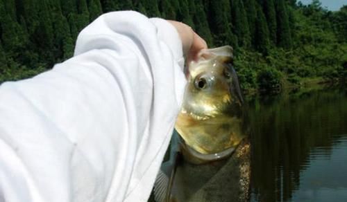 鳙鱼|手竿如何垂钓大头鱼,重点就是饵要轻雾化好,我从四个方面说明