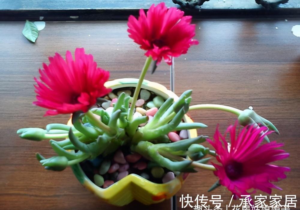 干土|给多肉植物上盆,牢记这5个方面,服盆快,后期也好养一些