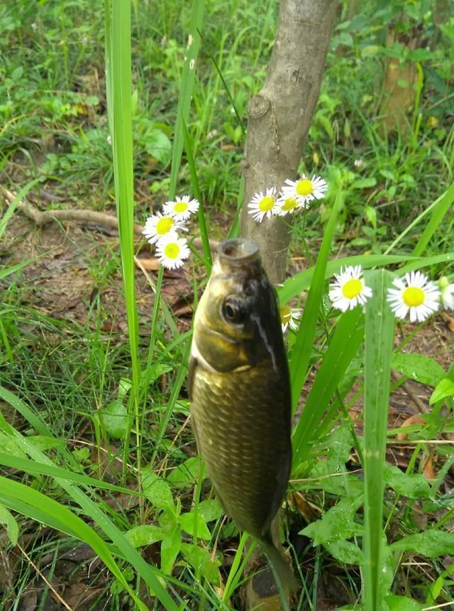 浮漂|野钓小技巧浮漂做一个小改动,惊鱼几率大降