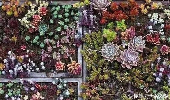 养多肉,一到夏季就徒长、黑腐、化水谨记3点保管枝叶繁茂