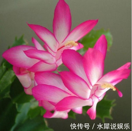 妩媚|4种妩媚的花，花开繁盛花香怡人，开花勤还爱爆盆，天天都赏花