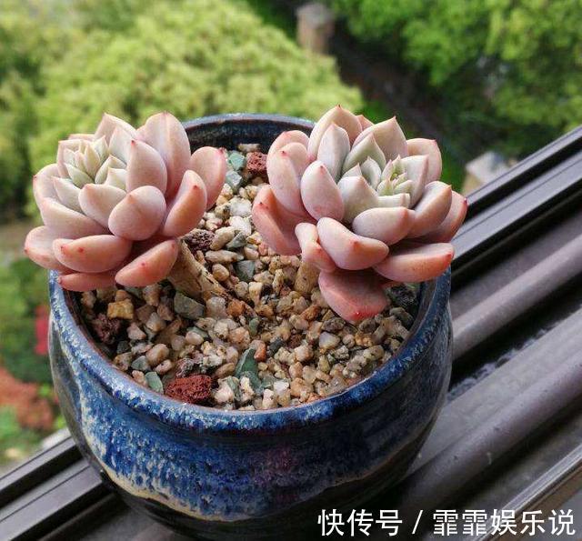 多肉植物越长越瘦是你不会捣鼓，教你4招，个个胖鼓鼓