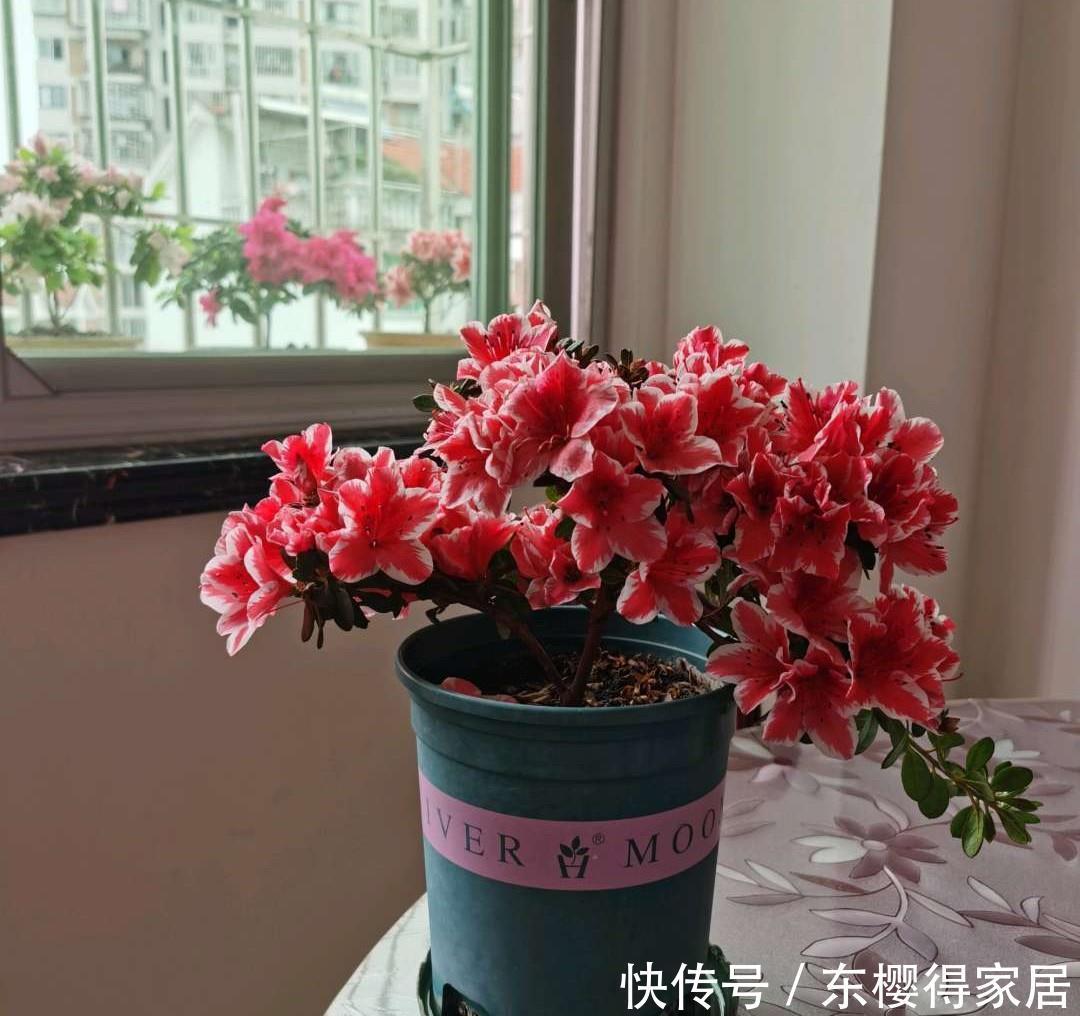 茶花、栀子花、杜鹃花，最爱掉苞黄叶，教你一招解决！