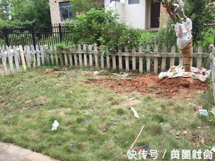 都市|三年前买了这30㎡小院,亲手改造成小花园,在繁华都市过田园生活