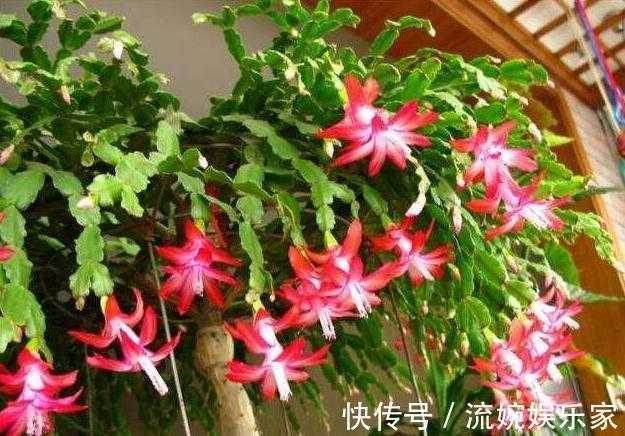 砧木|蟹爪兰度夏,经常喷点“这种水”,叶片不瘦不脱落,安稳过夏天