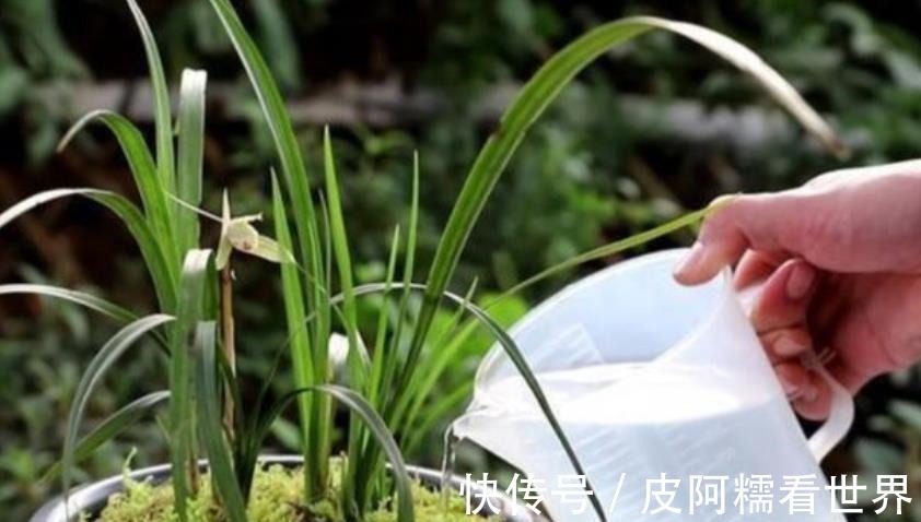 植株|新手秋天养兰花,3个浇水要点要谨记,做好了根壮叶旺开花美