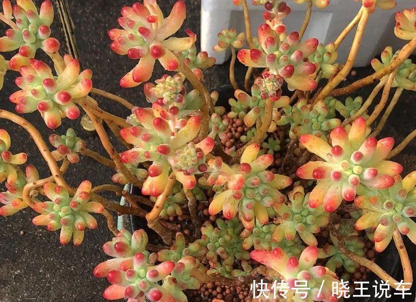 冬天多肉也难养,做到三多三少,状态不减也美艳