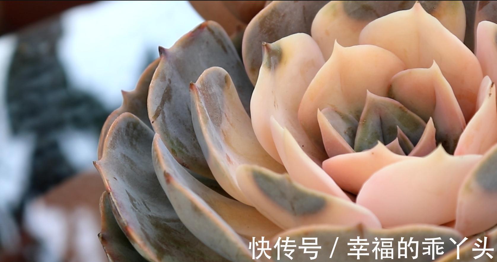 新手不要买这种多肉