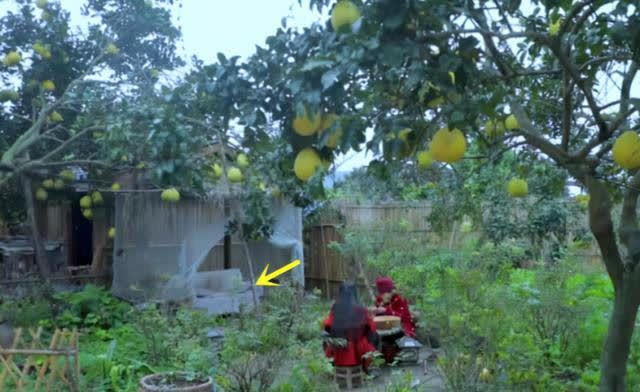 曬曬李子柒住的豪宅,四周全是農(nóng)田植物,生活在這里仿佛世外桃源