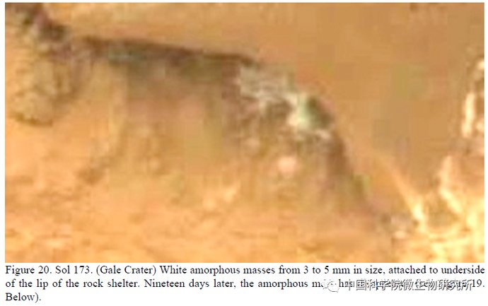 非生物 火星上存在真菌吗？