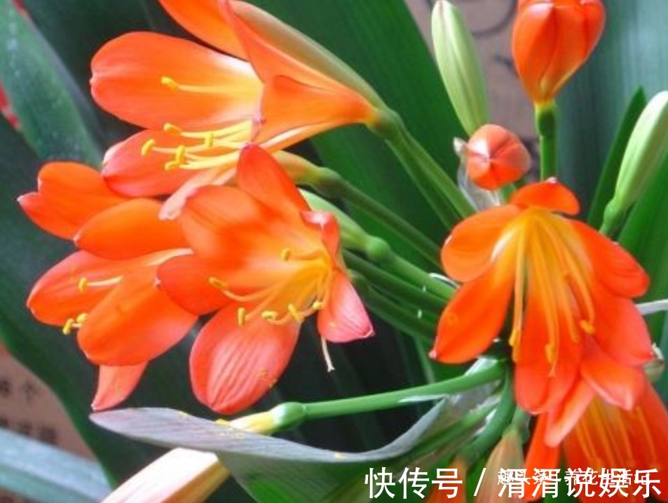 叶子|家养君子兰，叶片不对称、一边大一边小，学会“3招”就能解决