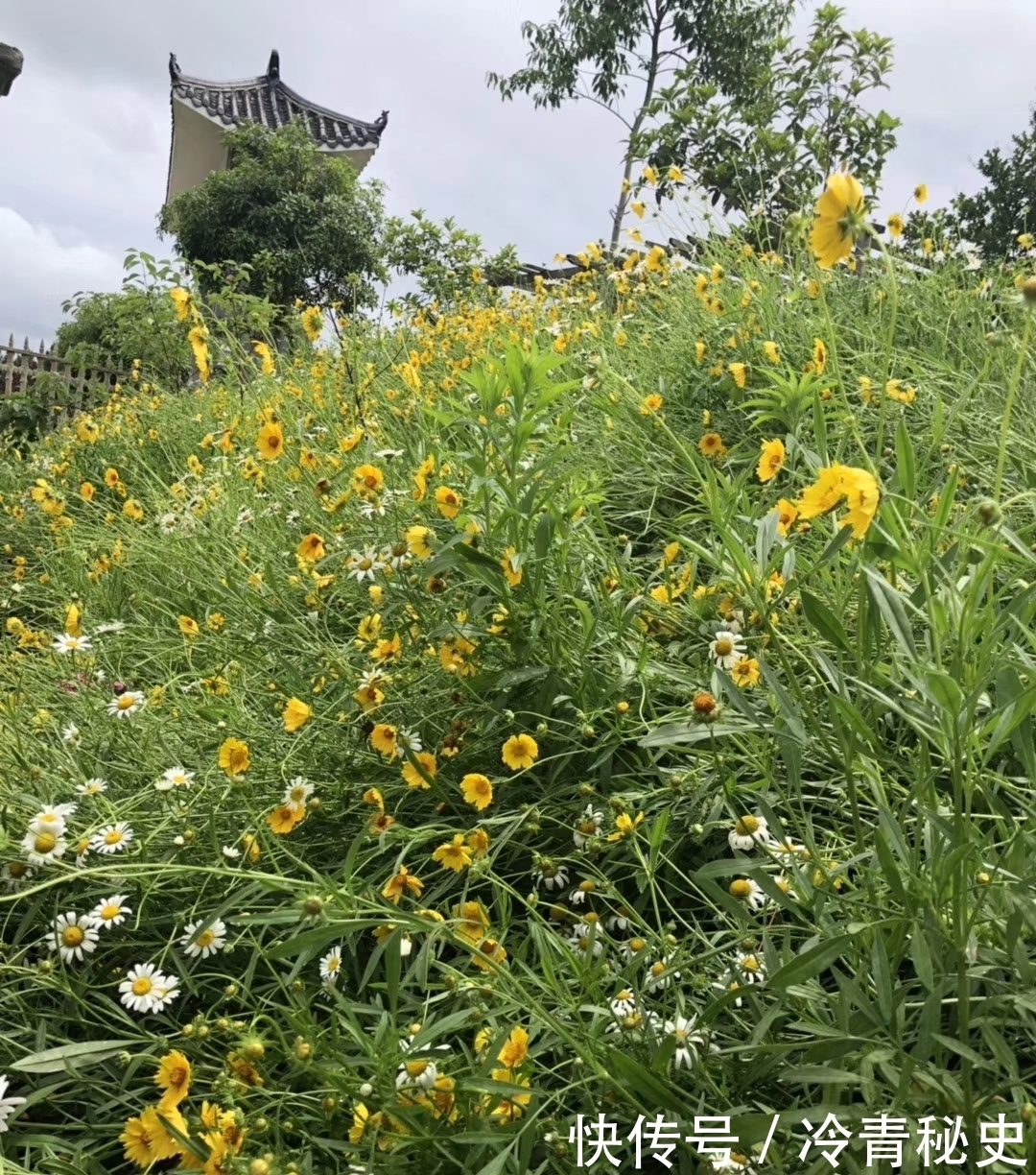 忙种|芒种——又叫“忙种”,是 二十四节气中的第九个节气