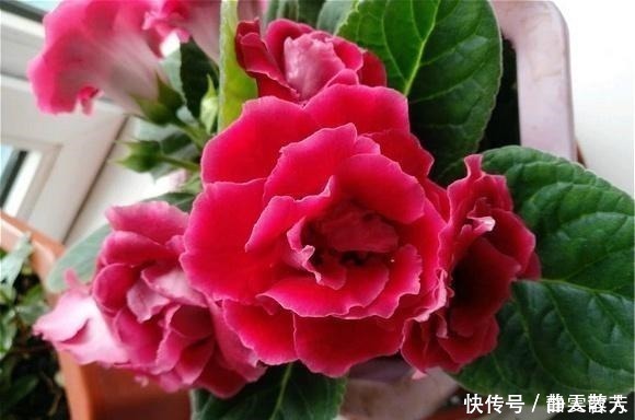 盆栽花|一种四季开花的花,用叶子都能“插活”,漂亮又好养,不养可惜了!