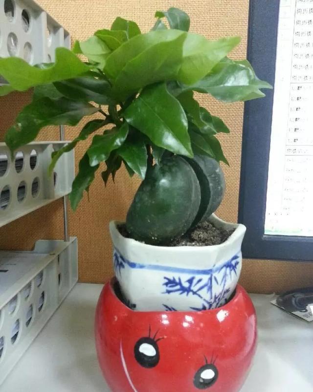 这花有个大肚子,里面全是水,1个月不浇照样活