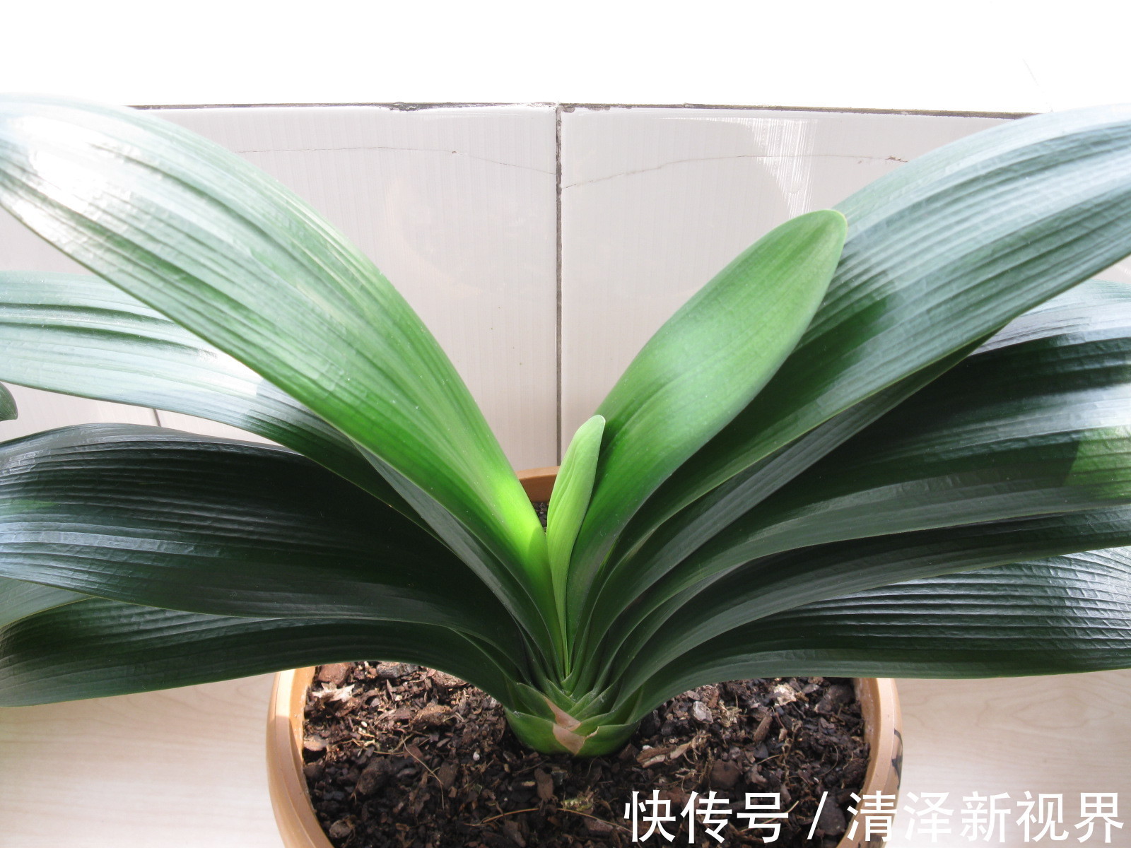 养护|养君子兰2年,不长新叶和新芽,学好5招,蹭蹭长爆盆,一学就会