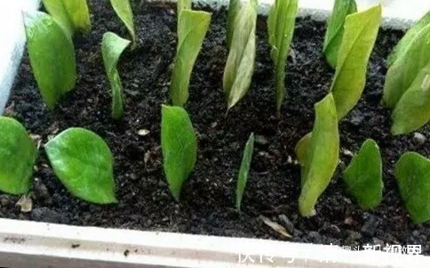 春天扦插好时候,7种花草,摘片叶子插土里,好养易生根