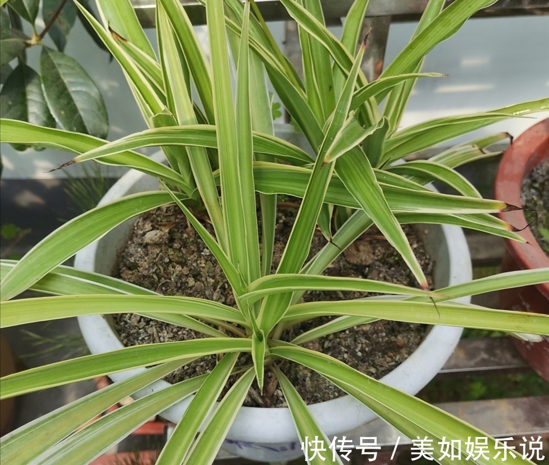 铜钱草|天热了,3种花进入旺季,补足水肥,很快长爆盆