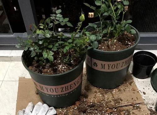 养花|养花换盆该做些什么?不懂就这么办,保植物远离危险!