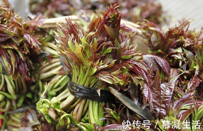 吃法|68种野菜图片,教你认识不同的野菜和吃法,你想要的野菜这里都有