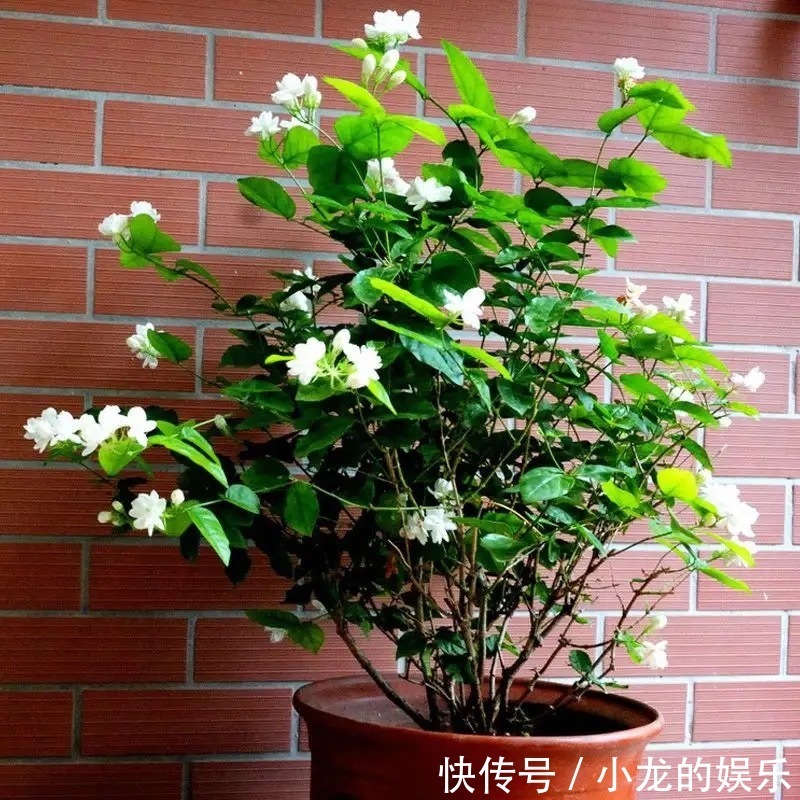 养茉莉要上心,学会三步走,花朵比栀子花都要白,香气醉人