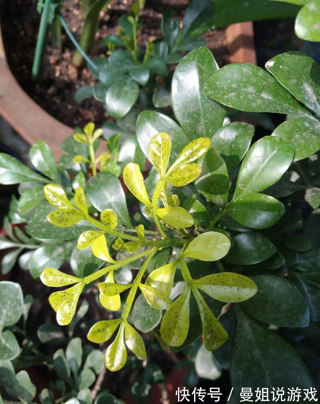 米兰这么养,疯狂冒新叶,开花香又多