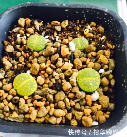 别人家和我家“多肉”对比图，能养得“丑”出境界的，真是辛苦了