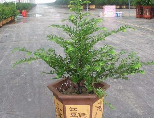  红豆杉盆景十分受欢迎，有净化空气的作用，养护红豆杉要注意什么