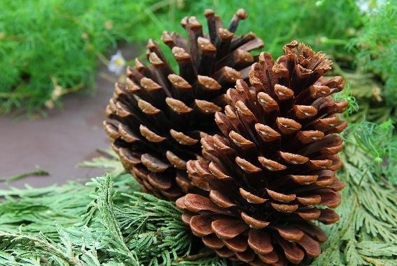 松树|农村常见的松果可以吃吗有什么功效和作用