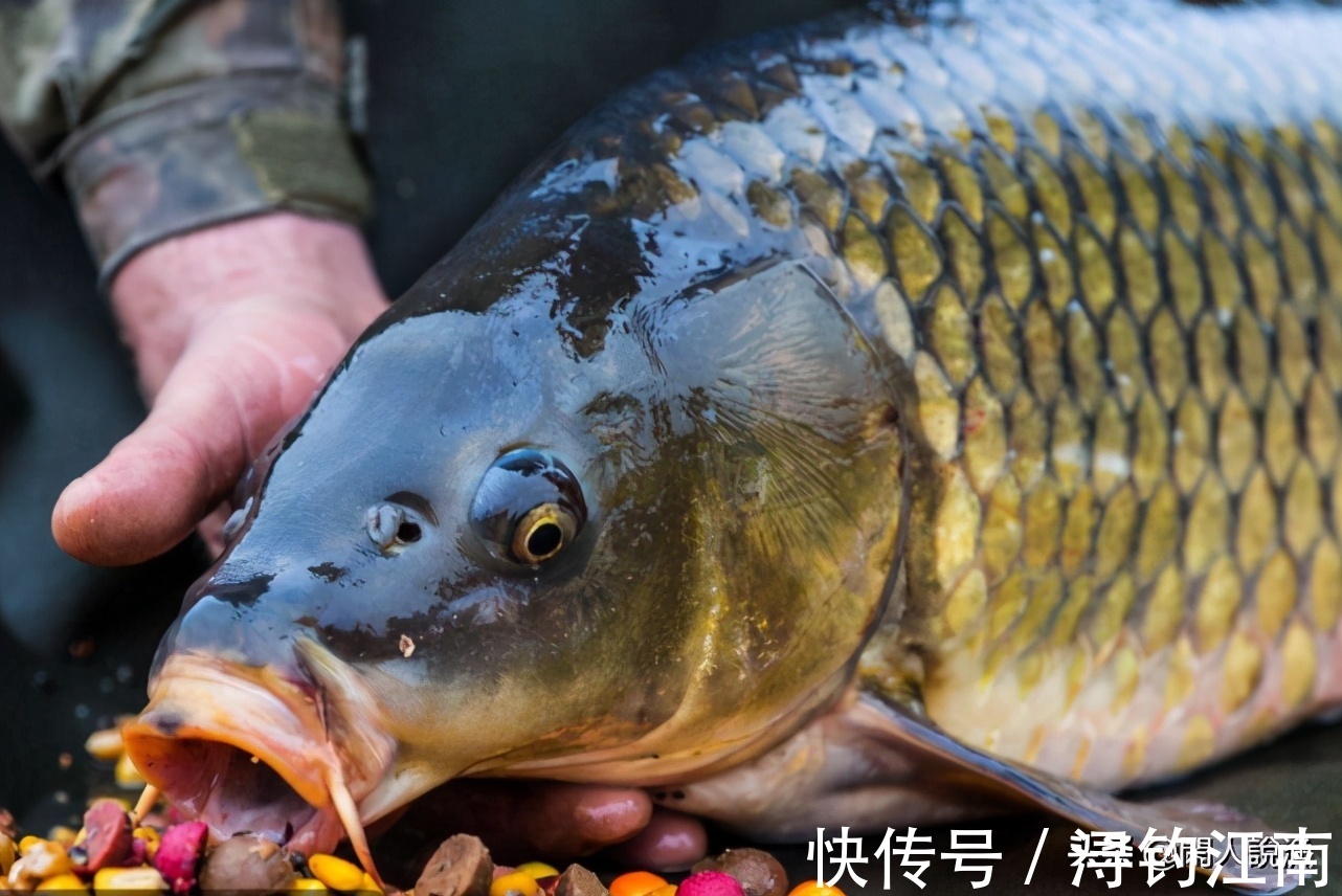 觅食|为何你在秋天钓不到鱼？别人却收获满满，原来是你忽视了天气因素