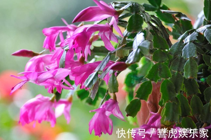 9月做件事，唤醒蟹爪兰，10月2方法，开花爆满盆