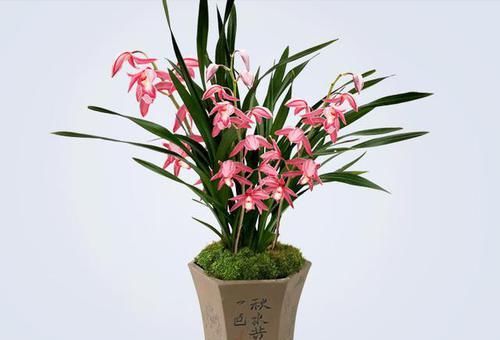 开花|比玫瑰还妖艳的兰花,花色鲜红如火,香味似香水,年头开花到年尾