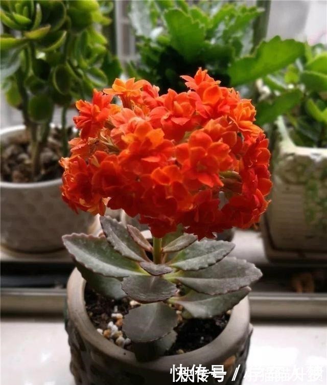 养护|养花要“舍得剪”，把这6种花卉剪成“光杆子”，开花变成棒棒糖！