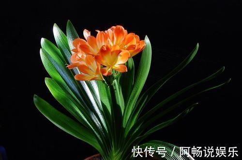 绳子|君子兰养不好，关键是不知道几个技巧，不然分分钟开到爆！
