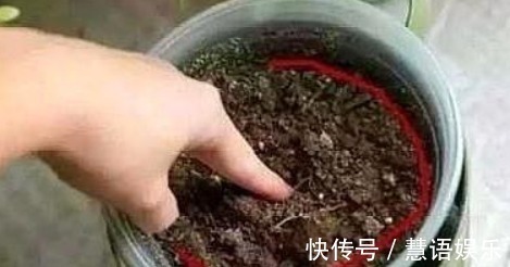 家家都有的“一种液体”,盆里“埋一点”,养啥都“爆盆”