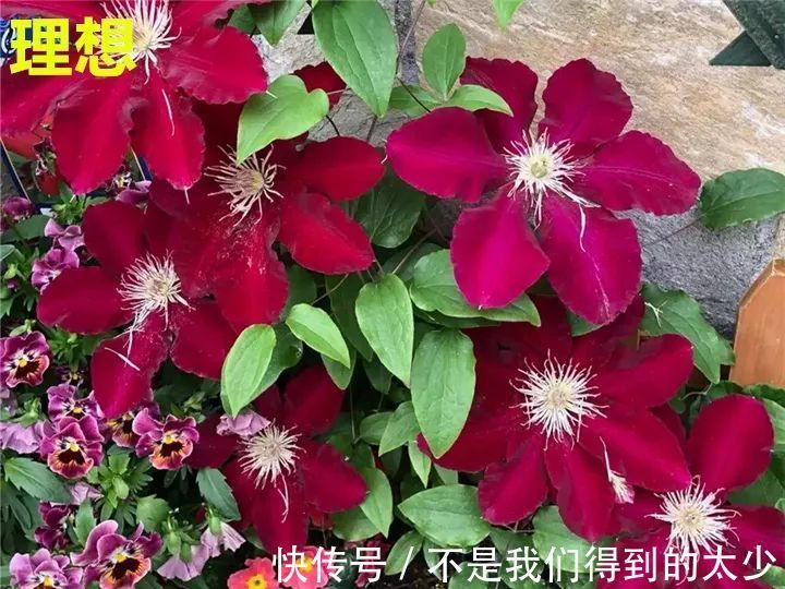 养花技巧最难养的花，买多少死多少，想想就生气！