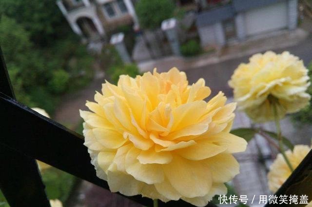 这种花不仅漂亮,还有荔枝味花香,四季开花,还很好养,值得拥有!