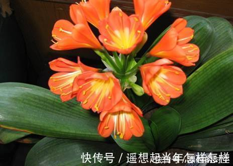 烂根|君子兰烂根了先别扔,老花友教你几招轻松救活,而且还能爆盆开花